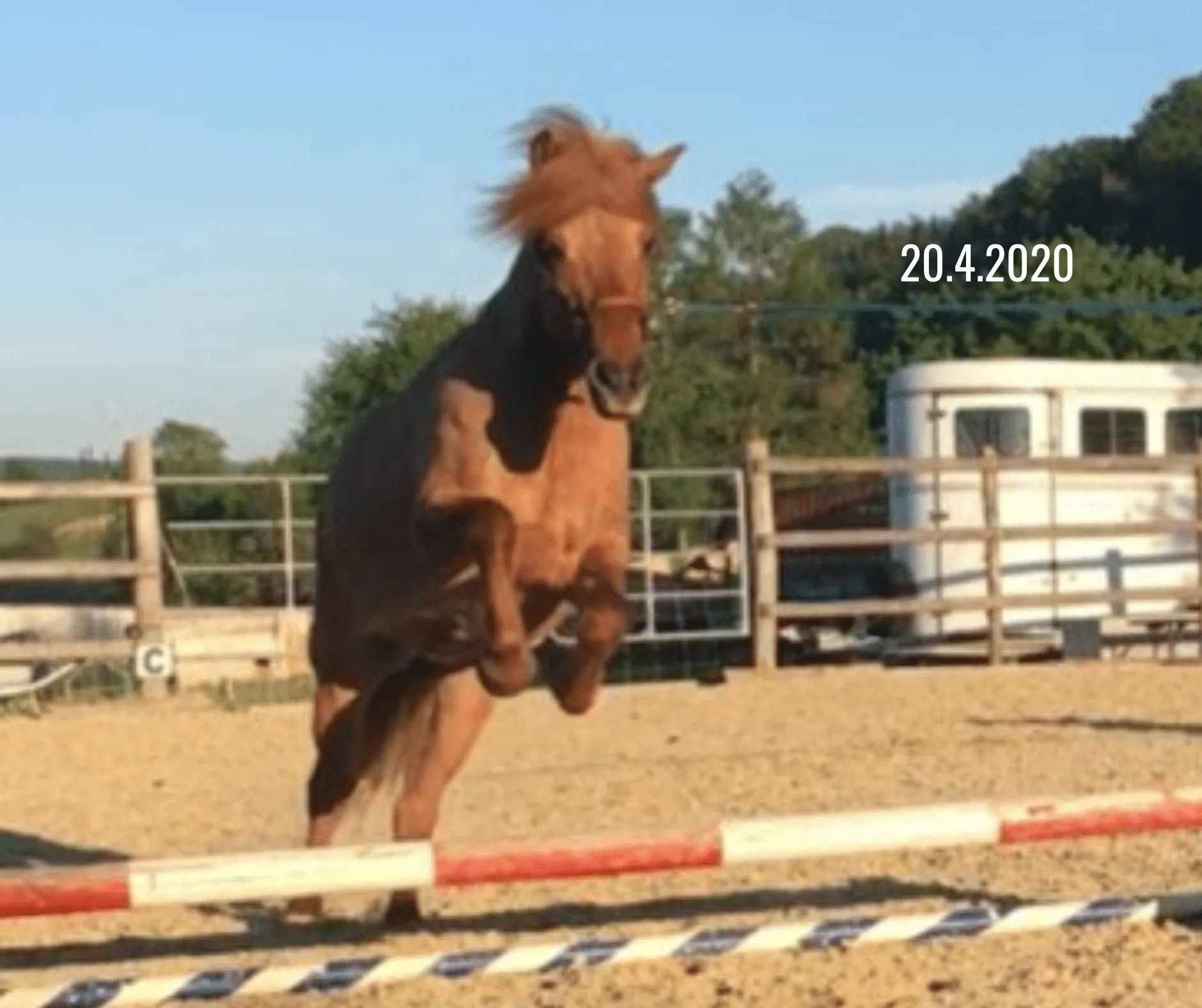 springendes Pony