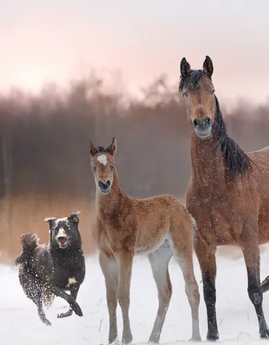 Mobile- Calapo, 2 Pferde und 1 Hunden auf der Winterwiese