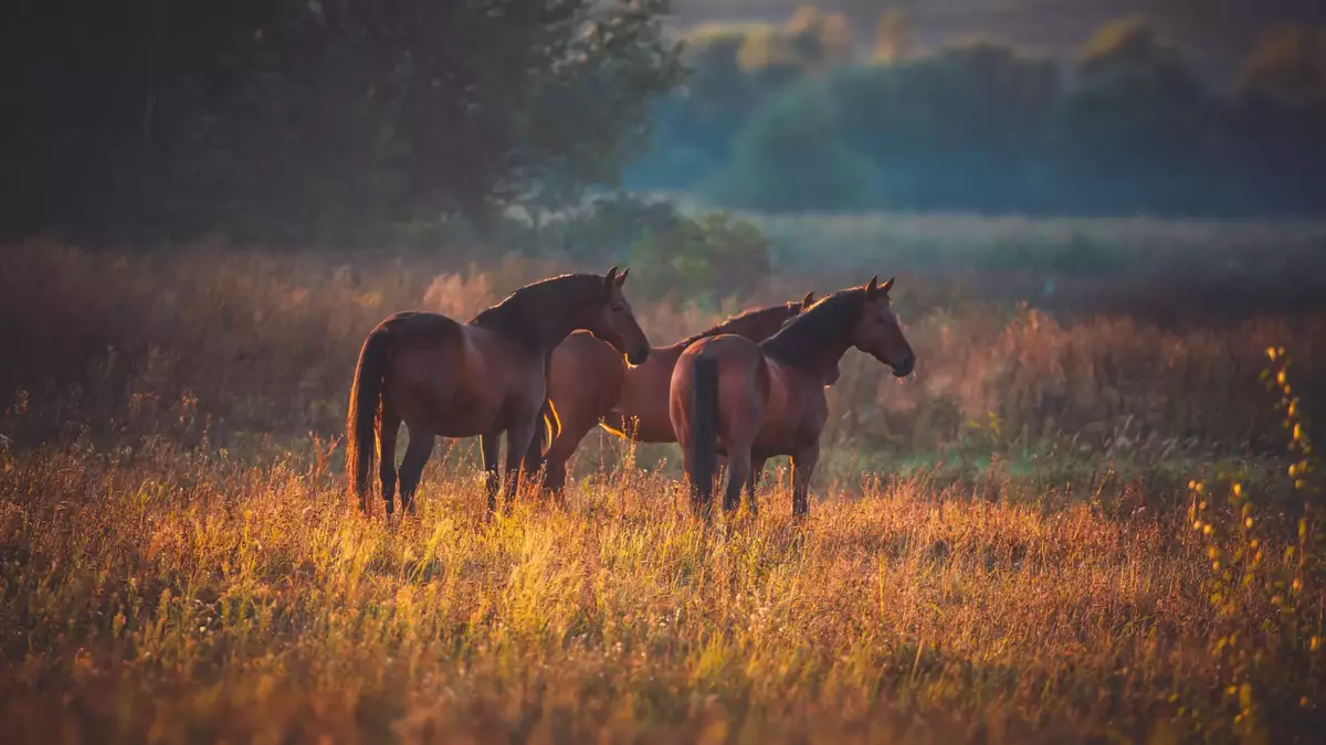 Pferde im Herbst auf der Weide