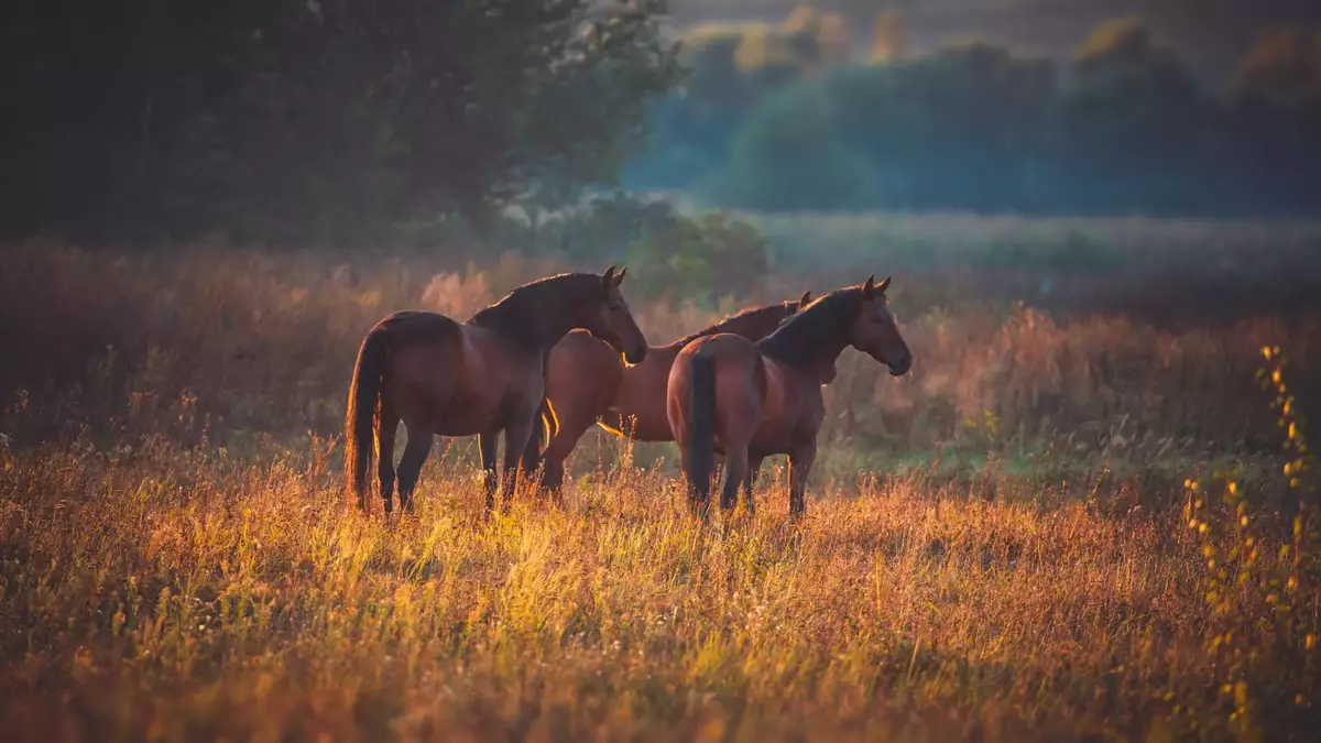 Pferde im Herbst: Fruktane, Fellwechsel und Nährstoffe Pferde im Herbst auf der Weide