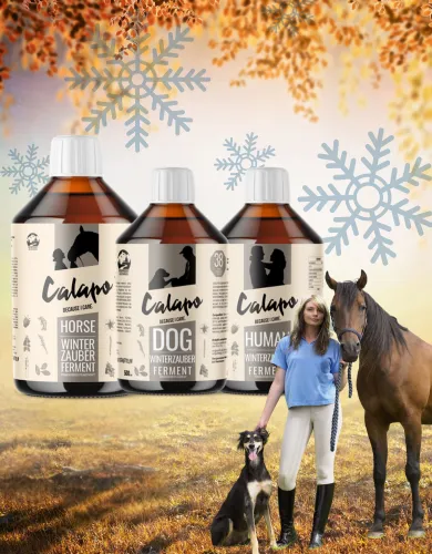 Winterzauber is coming, Aktion 11.2025