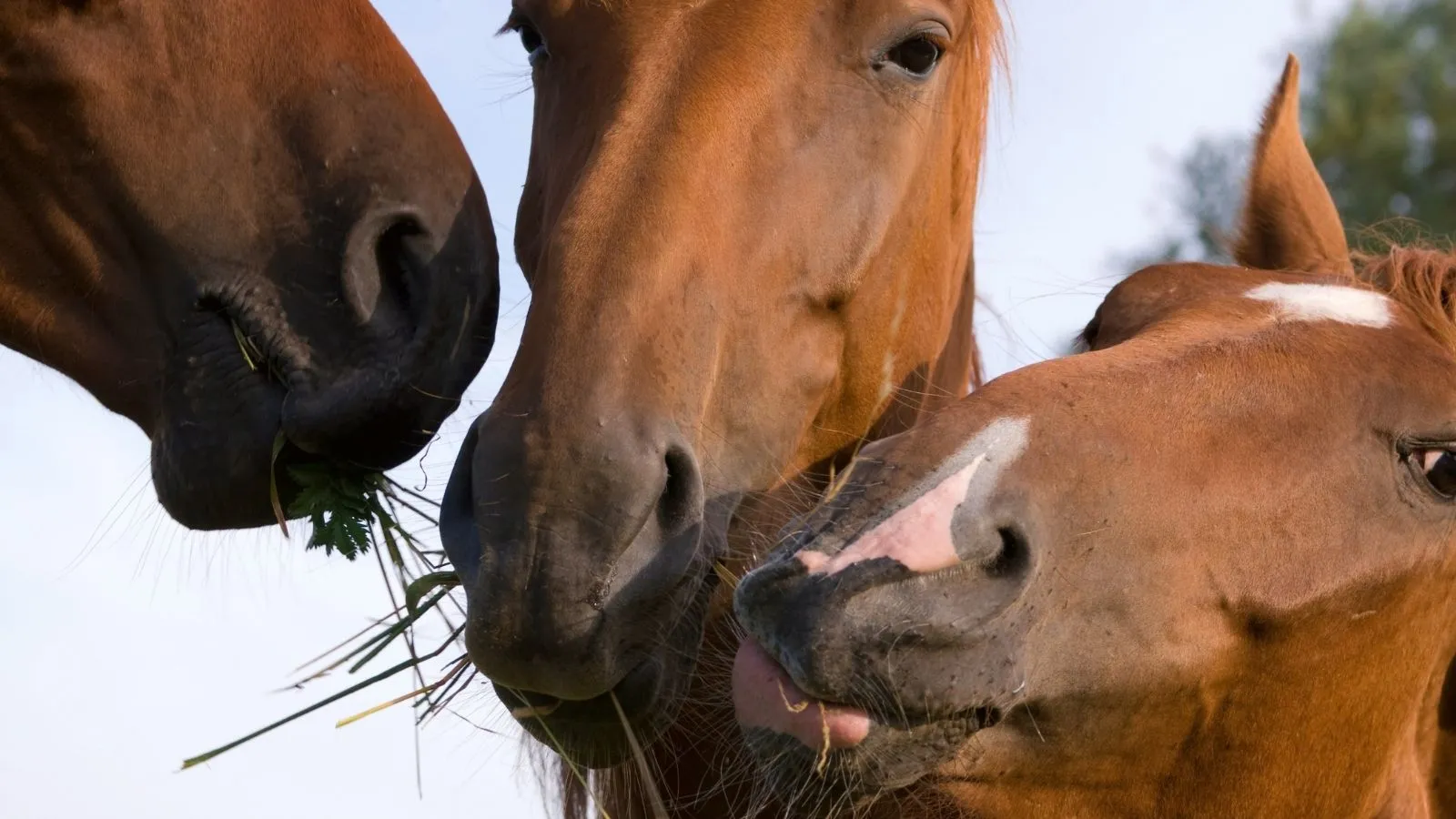 Pferd beim Gras essen