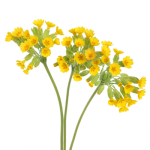 Schluesselblume