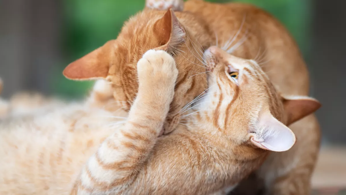 Spielende Katzen