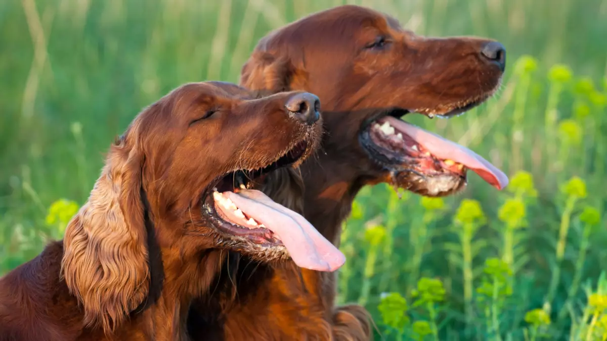 Hund bei Hitze: so hält sich dein Hund kühl, so kühlst du