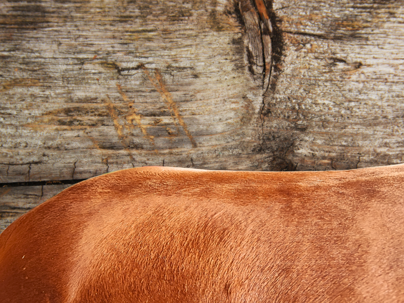 Pferd im Fellwechsel