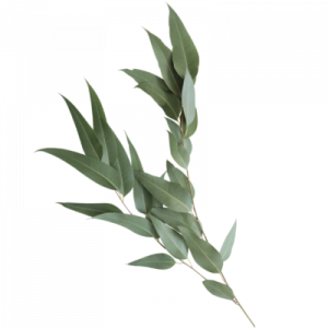 Eucalyptus