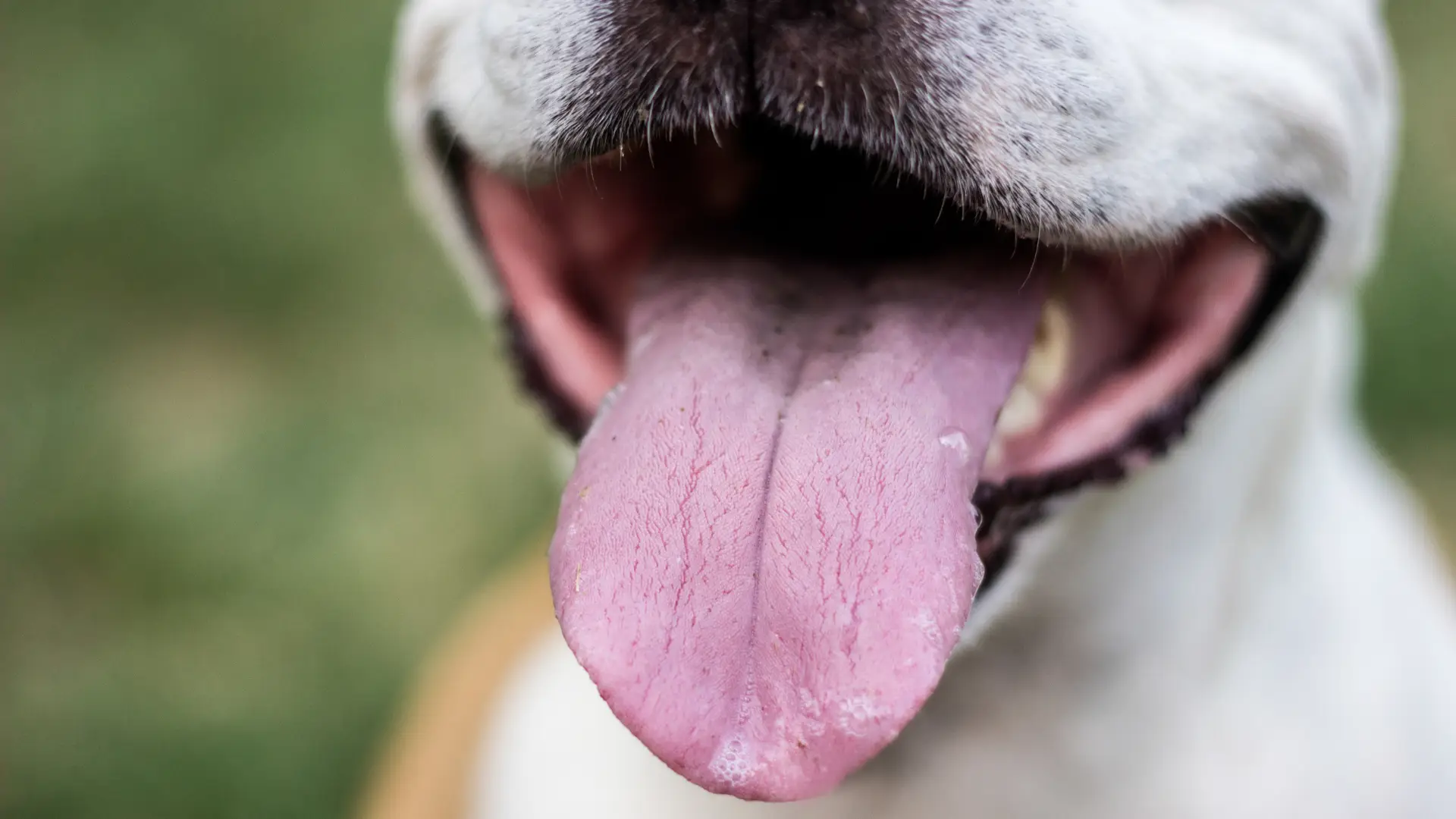 Hund hechelt stark bei Überhitzung