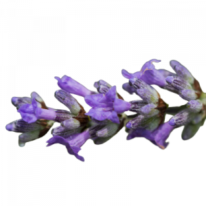Lavendel