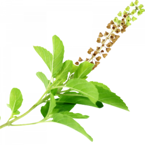 Tulsi