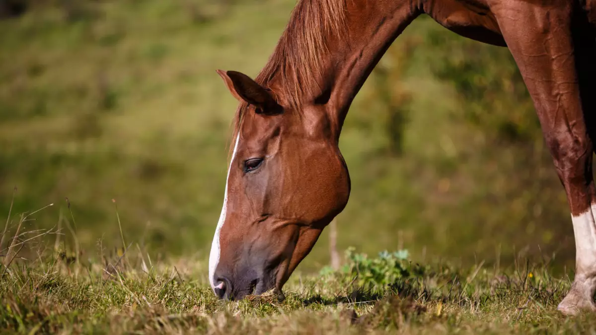 Grasendes Pferd